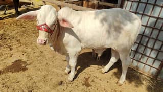 bull for sale age 3 months 15 days WhatsApp no 03302121325