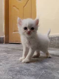 white Persian kitten