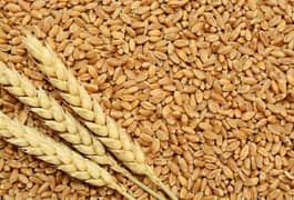 Gandum ( wheat )
