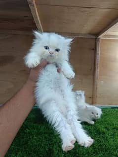 Persian kittens and cats available Whatsapp Number 0 3 25 0 99 23 31