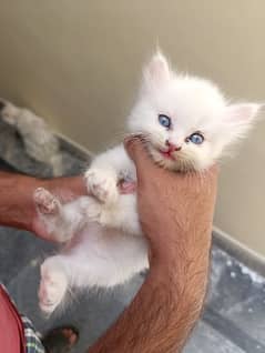 white Persian kitten female 45 days age
