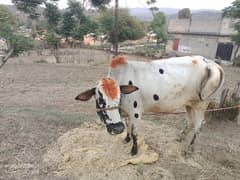 Wacha / Qurbani ka /Bull / Desi bulls /Bachra for sale