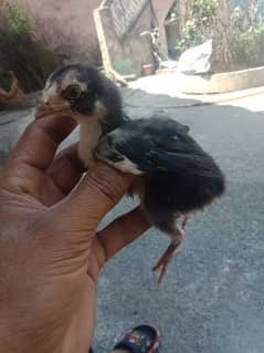 mushkay lasani chicks