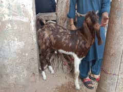 2 Goats Are Available For Qurbani.