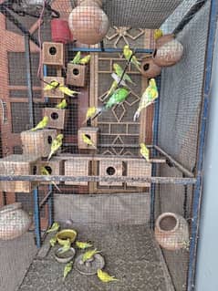 40-45 AUSTRALIAN PARROTS WITH CAGE 5X4WIDE