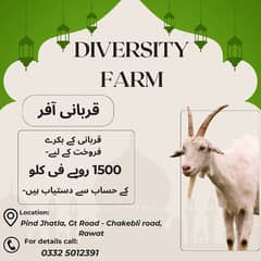 Qurbani Goats for Sale