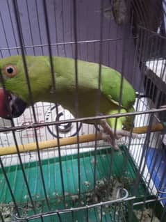 parrot female