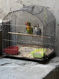 lovebirds pair with cage