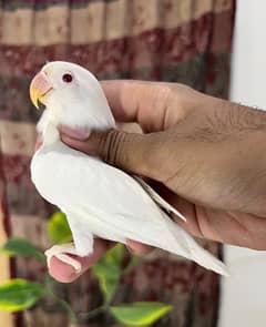 Quality albino red eyes available