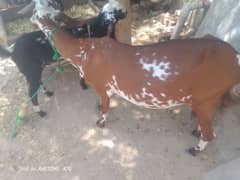 Red and white colour good looking goat  Sale for Qurbani