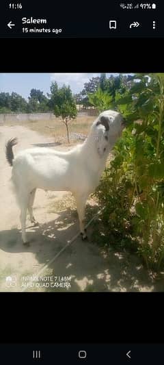 Bakra For Sale Eid Ul Azha  Qurbani 2024