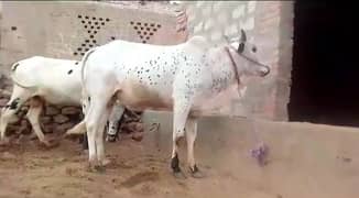 Qurbani Bull For Sale