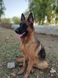 German shepherd female