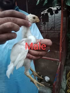 indian parrot beak