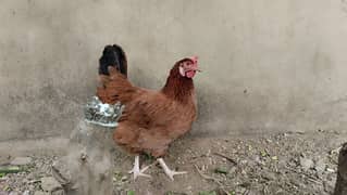 Golden hen for sale urgent