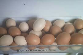fresh desi eggs, not fertile