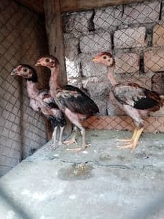 Thai chicks 4 & lasani chicks. 10