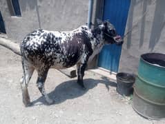 Cow for qurbni youg 3.5 year old cow for sale in Abbottabad
