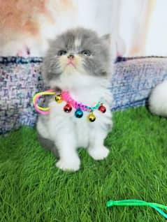 Persian kittens and cats available Whatsapp Numbers 03250992331