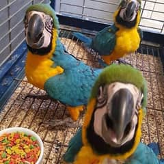 Blue macaw parrot chick for sale 03193220624
