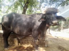 Bull For Sale (Qubani Eid)