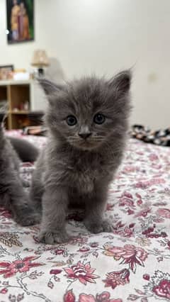 4 Weeks Grey Persian Long Hair Kitten