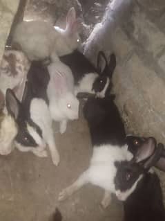 age 6 to 7 months 2 breeder pairs and 6 children total pice 8