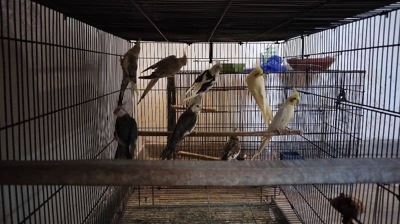 Cocktail 100% Breeder Pairs For Sale 0