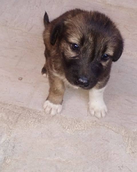 Afghan kuchi Russian puddle shitzu al breeds available for sale 4