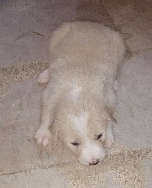 Afghan kuchi Russian puddle shitzu al breeds available for sale 6