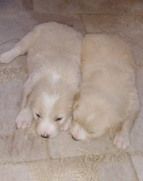 Afghan kuchi Russian puddle shitzu al breeds available for sale 7