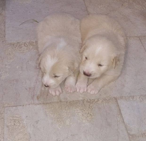 Afghan kuchi Russian puddle shitzu al breeds available for sale 9