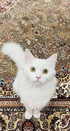 Pure Persian Cat Female