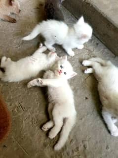 Beautiful Double coat Persian kittens