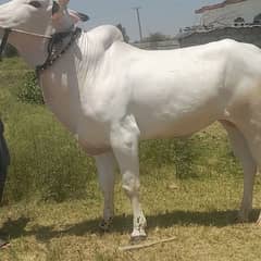 donda fathejange bull for sale pure white wazn 5man
