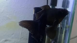 Blackmore Goldfish male