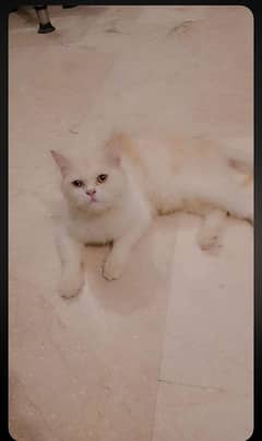 DOUBLE SHADED PUNCHED FACE PERSIAN CUTE CAT . . . . . .