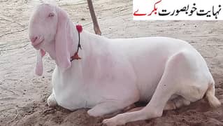 Qurbani kay lia Bakray-bulls-islamabad-rawalpindi- available hain