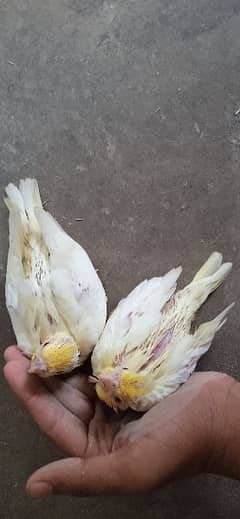Cream cockatiel chicks available
