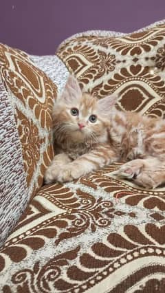 pure Persian kittens