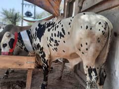 Qurbani Bulls | Cow | wacha | sahiwal | Desi cow|qurbani janwar