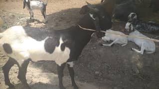 dasi bakra bhtreen  khobsurt bakra karbani k liya 100% Grantee