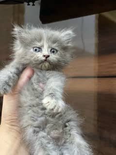 Persian kitten . Punch face . triple coated long hair