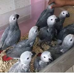 African grey parrot parrot chick for sale 03193220624