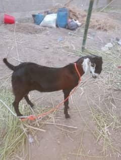 Bakra for sale