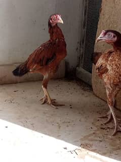 pure mianwali hens one is egg laying