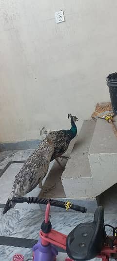 black shoulder peacock