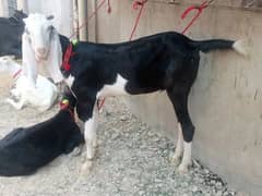 Goat | bakra | sheep | Breader | bakry | بکرا | bakra for sale.