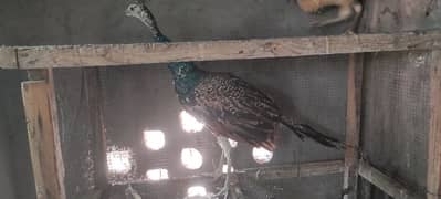 1 Male Or Two Female peacocks For Sale Black shoulder