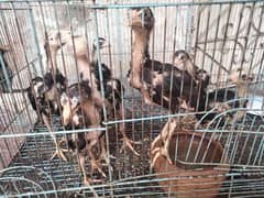 3 month chicks for sale